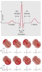 Ruhe-EKG